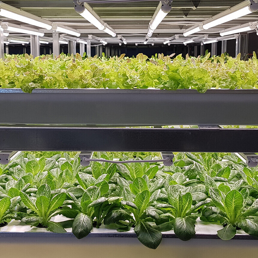 아쿠아포닉스 친환경 모듬 쌈채소 꾸러미 500g 쌈야채 - 강원곳간.com