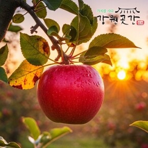 정선 백석폭포 맛성비 햇 사과(홍로,아리수,후브락스 부사)